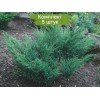 Саженцы можжевельника Казацкий - 5 шт.: фото и описание