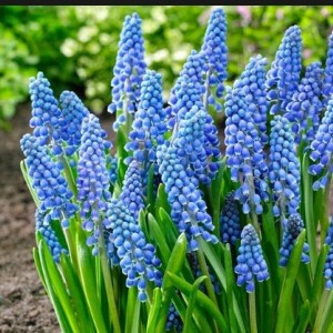 Комплект 5шт / Мускари Биг Смайл