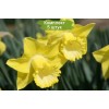 Луковицы нарцисса Спелбиндер (Spellbinder) - 5 шт.: фото и описание