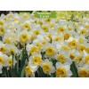 Луковицы нарцисса Юбилей - 5 шт.: фото и описание
