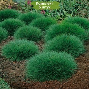 Комплект 5шт / Output: Овсяница метельчатая Хоббит (Hobbit)