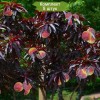 Саженцы персика краснолистного Негус - 5 шт.: фото и описание