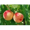 Саженцы Персика Крымская осень - 5 шт.: фото и описание