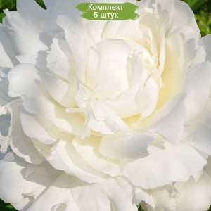 Комплект 5шт / Пион Энн Казинс (Ann Cousins) - Б