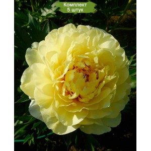 Комплект 5шт / Пион Бартзелла (Bartzella) - Ж