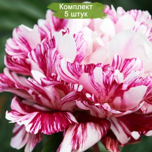 Комплект 5шт / Пион Кенди Страйп (Candy stripe) - Б/Р