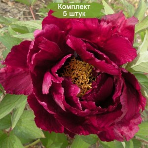 Комплект 5шт / Пион древовидный Даркест Джейд (Darkest Jade)