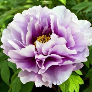 Комплект 5шт / Пион древовидный Эксел Хемп Скарф Пёрпл (Excel Hemp Scarf Purple)