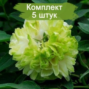 Комплект 5шт / Пион древовидный Грин Джейд (Green Jade)