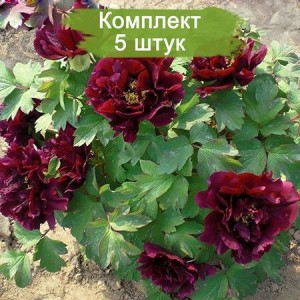 Комплект 5шт / Пион древовидный Хацугарасу (Hatsugarasu) - К