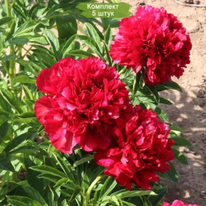 Комплект 5шт / Пион Элиса Ланди (Elisa Lundy) - К