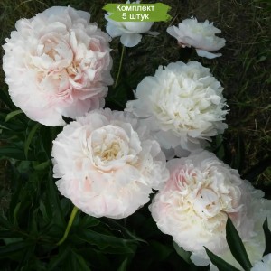 Комплект 5шт / Пион Аншантрес (Enchanteresse) - Б