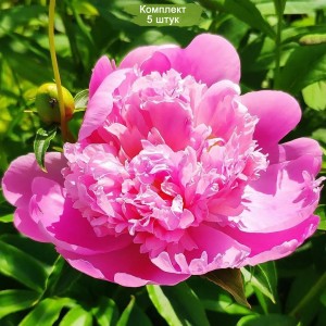 Комплект 5шт / Пион Хелен Хейс (Helene Hasse) - Р