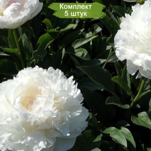 Комплект 5шт / Пион Лиллиан Уайлд (Lillian Wild) - Б