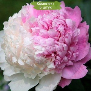 Комплект 5шт / Пион Мистер Эдд (Mister Edd) Биколор