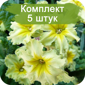 Комплект 5шт / Примула Франческа (Francesca)