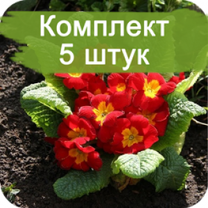 Комплект 5шт / Примула Рубра (Rubra)
