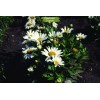 Саженцы ромашки нивяника Сноу Леди (Snow Lady) - 5 шт.: фото и описание