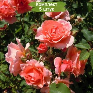 Комплект 5шт / Роза Алибаба (Alibaba) (плетистая)