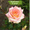 Саженцы чайно-гибридной розы Амазонка (Amazon) - 5 шт.: фото и описание