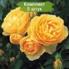Саженцы английской розы Грэхем Томас / Грехам Томас (Graham Thomas) - 5 шт.: фото и описание