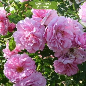 Комплект 5шт / Роза Джон Дэвис (John Davis) (канадская)