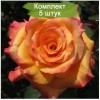 Саженцы чайно-гибридной розы Конга (Conga) - 5 шт.: фото и описание
