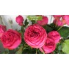 Саженцы спрей розы Пинк Пиано (Pink Piano) - 5 шт.: фото и описание
