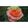 Саженцы чайно-гибридной розы Сусанна (Susanna) - 5 шт.: фото и описание
