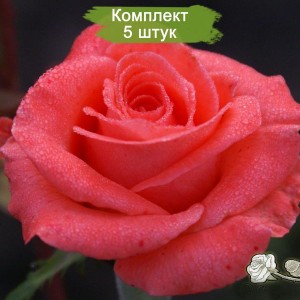 Комплект 5шт / Роза Вау (Wow) (чайно-гибридная)