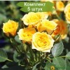 Саженцы спрей розы Еллоу Бэйби (Yellow Baby) - 5 шт.: фото и описание