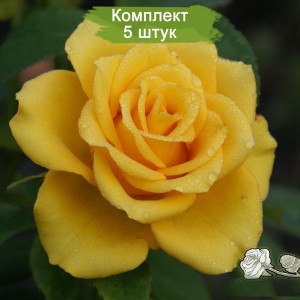 Комплект 5шт / Роза Йеллоу Сан (Yellow Sun) (чайно-гибридная)