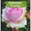 Саженцы чайно-гибридной розы Юниверс (Universe) - 5 шт.: фото и описание