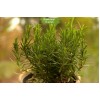 Розмарин 20-40 см - 5 шт.: фото и описание