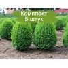 Саженцы самшита мелколистный Фолкнер (Faulkner) - 5 шт.: фото и описание