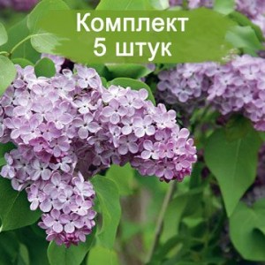 Комплект 5шт / Сеянец Сирень Лавандер Леди (Lavander Lady)