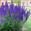 Саженцы шалфея дубравного Салваторе Блю (Salvatore Blue) - 5 шт.: фото и описание