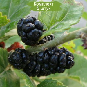 Комплект 5шт / Шаровидная шелковица Надия