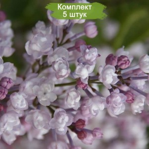 Комплект 5шт / Сирень Анабель (Anabel)