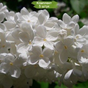 Комплект 5шт / Сирень Аваланш (Avalanche)