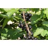 Саженцы черной смородины Сахарная - 5 шт.: фото и описание
