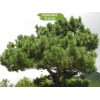 Саженцы сосны Крымская 60-100 см - 5 шт.: фото и описание