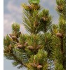 Саженцы сосны Обыкновенная 20-40 см - 5 шт.: фото и описание