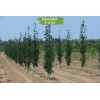 Саженцы тополя Пирамидальный (60-100 см) - 5 шт.: фото и описание