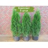 Саженцы Туи Смарагд до 30 см - 5 шт.: фото и описание