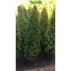 Туя Смарагд (Smaragd) от 150 см - 5 шт.: фото и описание