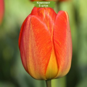 Комплект 5шт / Тюльпан Оранж Джус (Orange Juice)