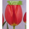 Луковицы тюльпана Парад (Parade) - 5 шт.: фото и описание