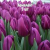Луковицы Тюльпана Пурпл Леди (Purple Lady) - 5 шт.: фото и описание