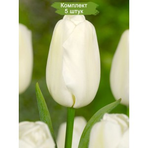 Комплект 5шт / Тюльпан Сноуборд (Snowboard)